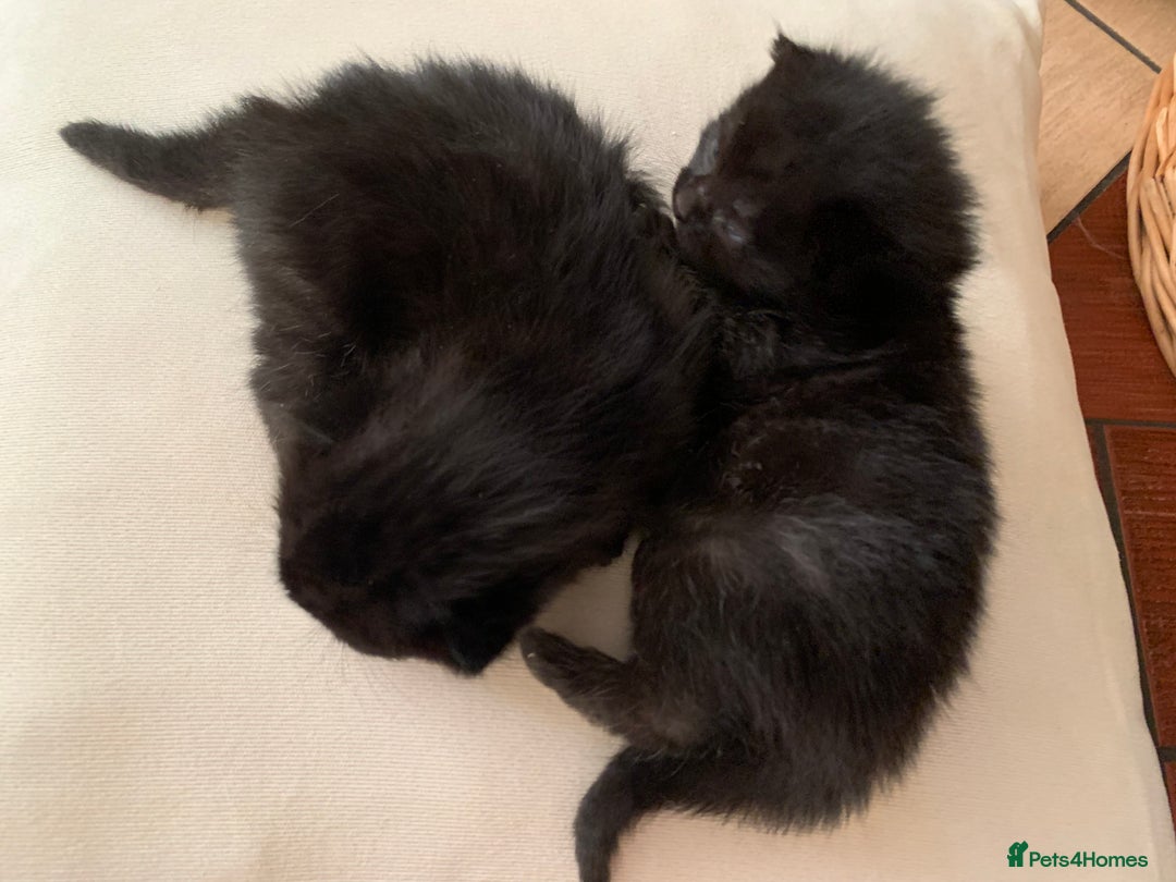 Mixed Breed cats for sale: 3 beautiful kittens for sale - Image 2