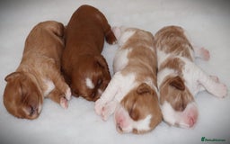 Cavalier King Charles Spaniel dogs for sale: 🌟Rare F1b Reverse Cavapoo(3/4 Cavalier1/4 Poodle) - Image 6