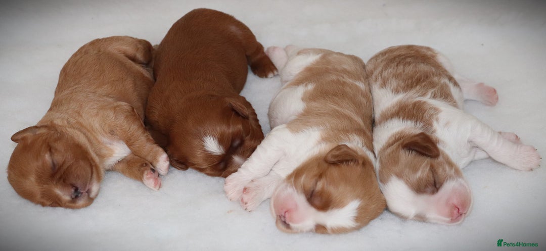 Cavalier King Charles Spaniel dogs for sale: 🌟Rare F1b Reverse Cavapoo(3/4 Cavalier1/4 Poodle) - Image 6