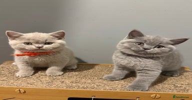 British Shorthair cats in Eastbourne - Advert 2