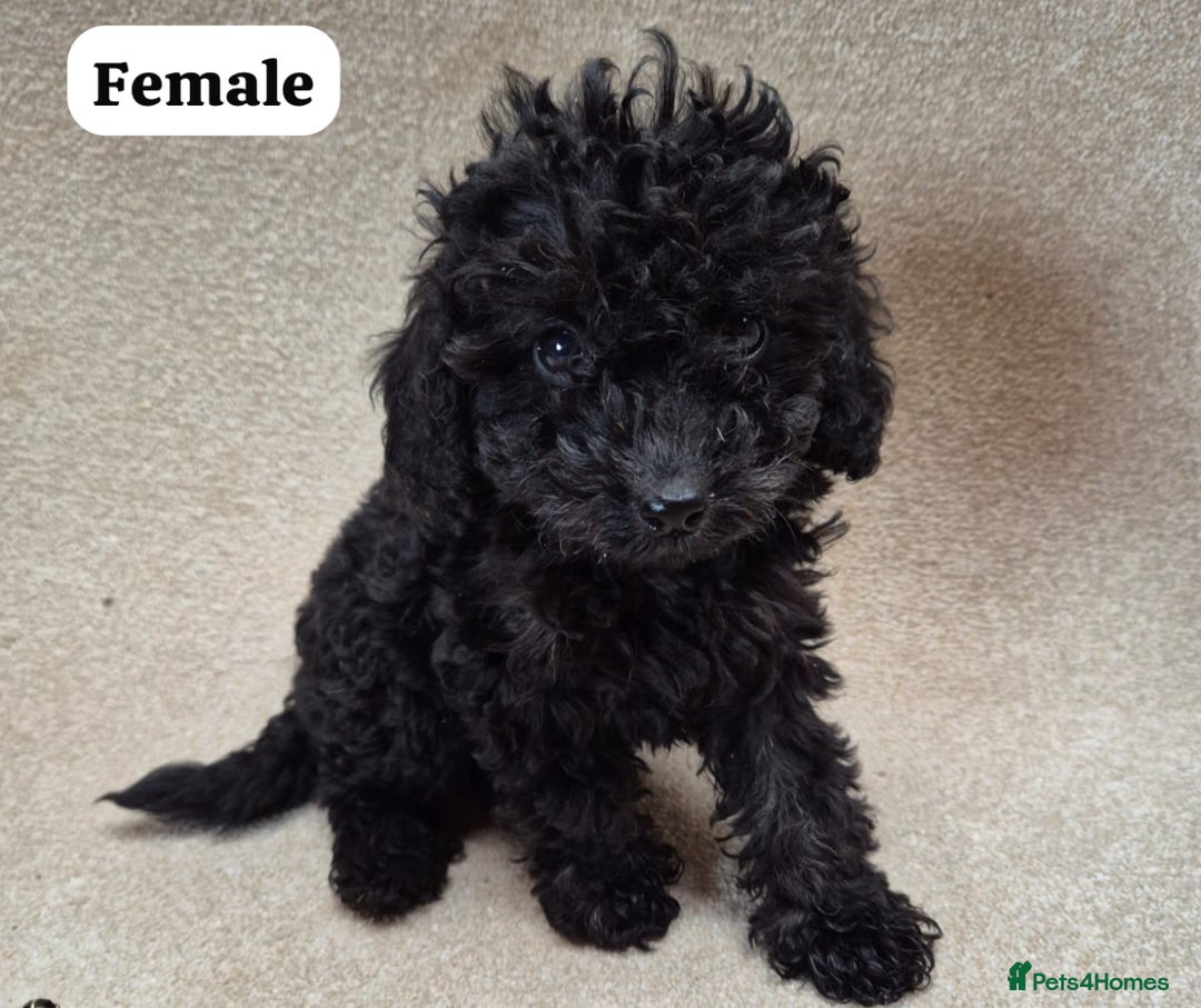 Cockapoo dogs for sale: Gorgeous F1b cockapoos - Image 6