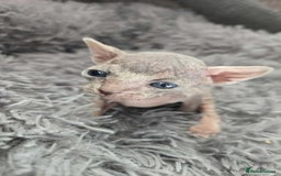 Sphynx cats for sale: 2 Sphynx Kittens. - Image 2