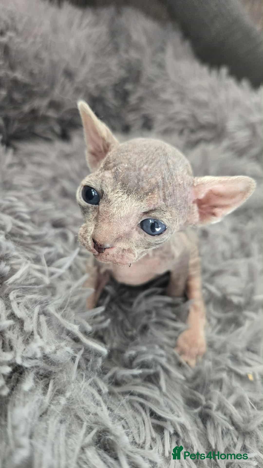 Sphynx cats for sale: 2 Sphynx Kittens. - Image 2