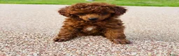 Toy Poodle dogs for sale: Beautiful Asian toy poodles  - Advert 3