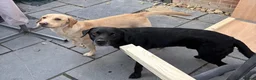 Labrador Retriever dogs for sale: Labrador Puppies Black & Tan/Yellow Family Raised in Colchester - Advert 14