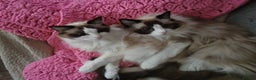 Ragdoll cats for sale: Ragdoll sisters 6 year old must stay together - Advert 1