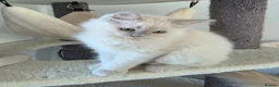 Ragdoll cats for sale: Introducing my litter of Cherubim Ragdolls in Newport-on-Tay - Advert 13