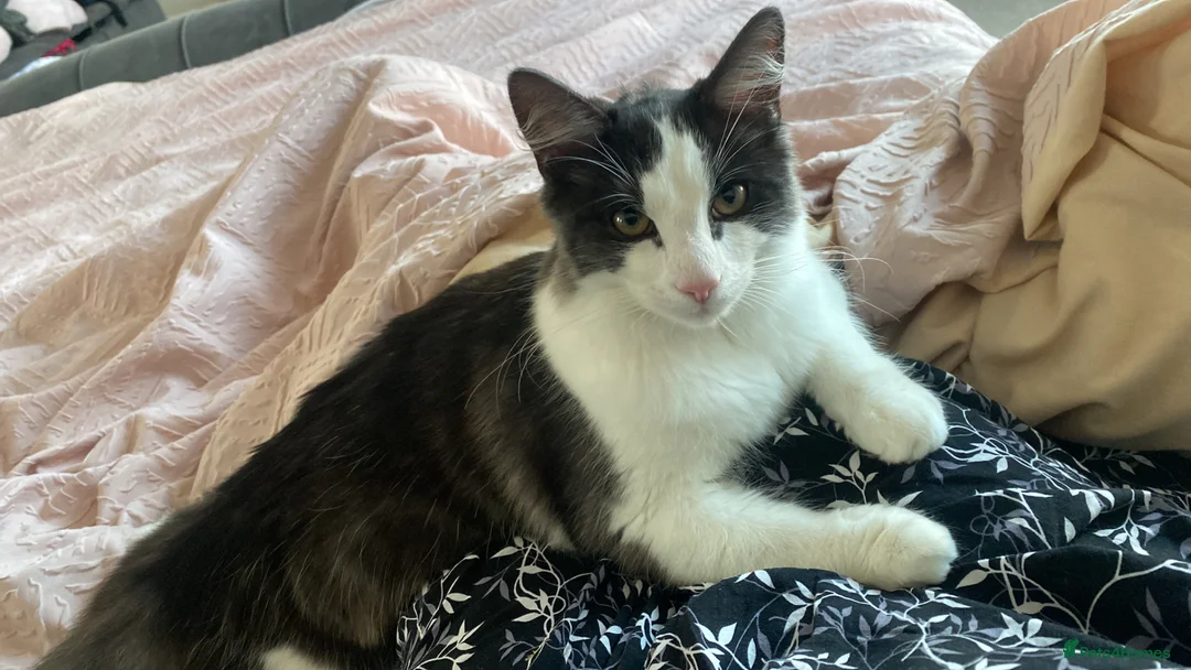 British Longhair cats for sale: British long hair mixed breed male cat - Advert 2