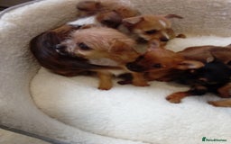 Chorkie dogs for sale: Chihuahua x Yorkshire terrier  - Image 18