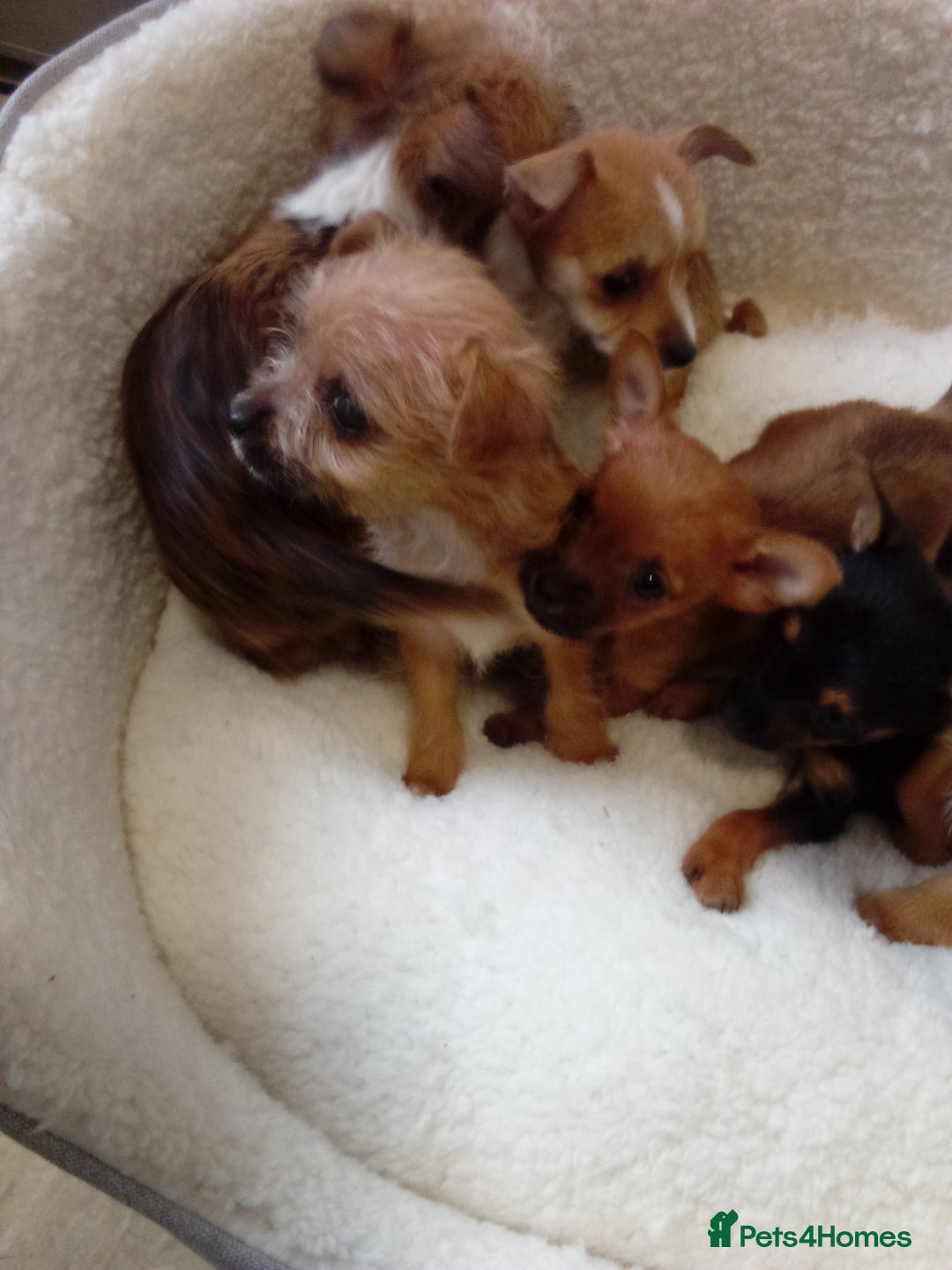 Chorkie dogs for sale: Chihuahua x Yorkshire terrier  - Image 18