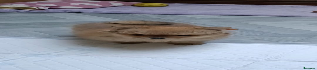 Pomeranian Puppy 3