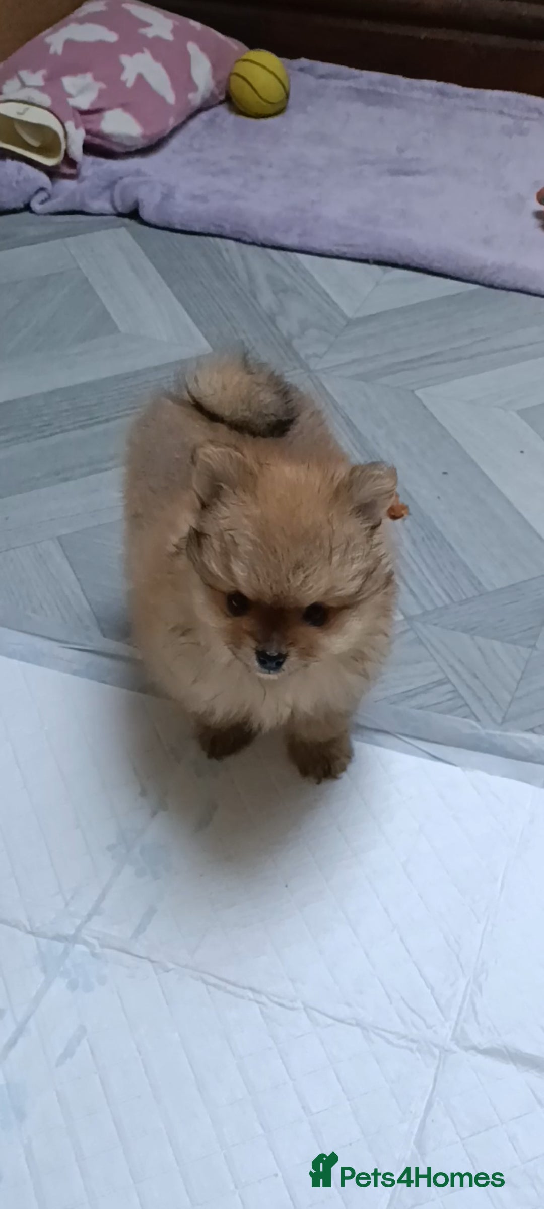 Pomeranian dogs for sale: 3 lovely Pomeranian  - Image 4