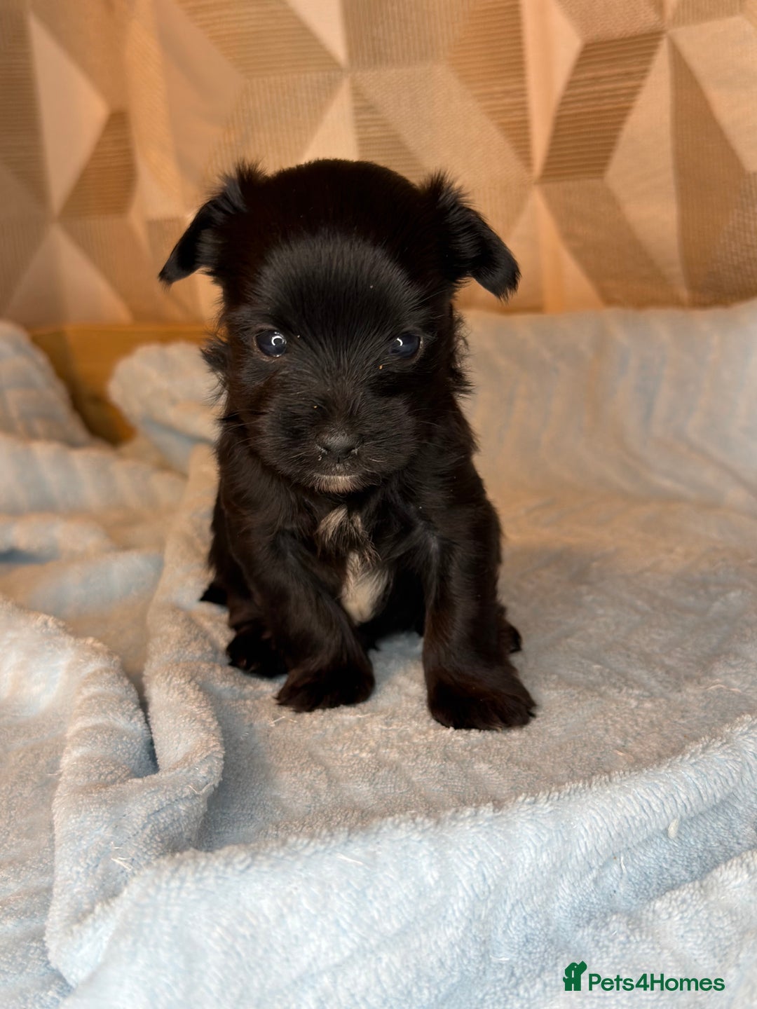 Yorkshire Terrier dogs for sale: For sale Tiny Yorkshire Terrier - Advert 10