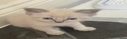 Mixed Breed cats for sale: Adorable fluffy ragdoll x kittens - Advert 14