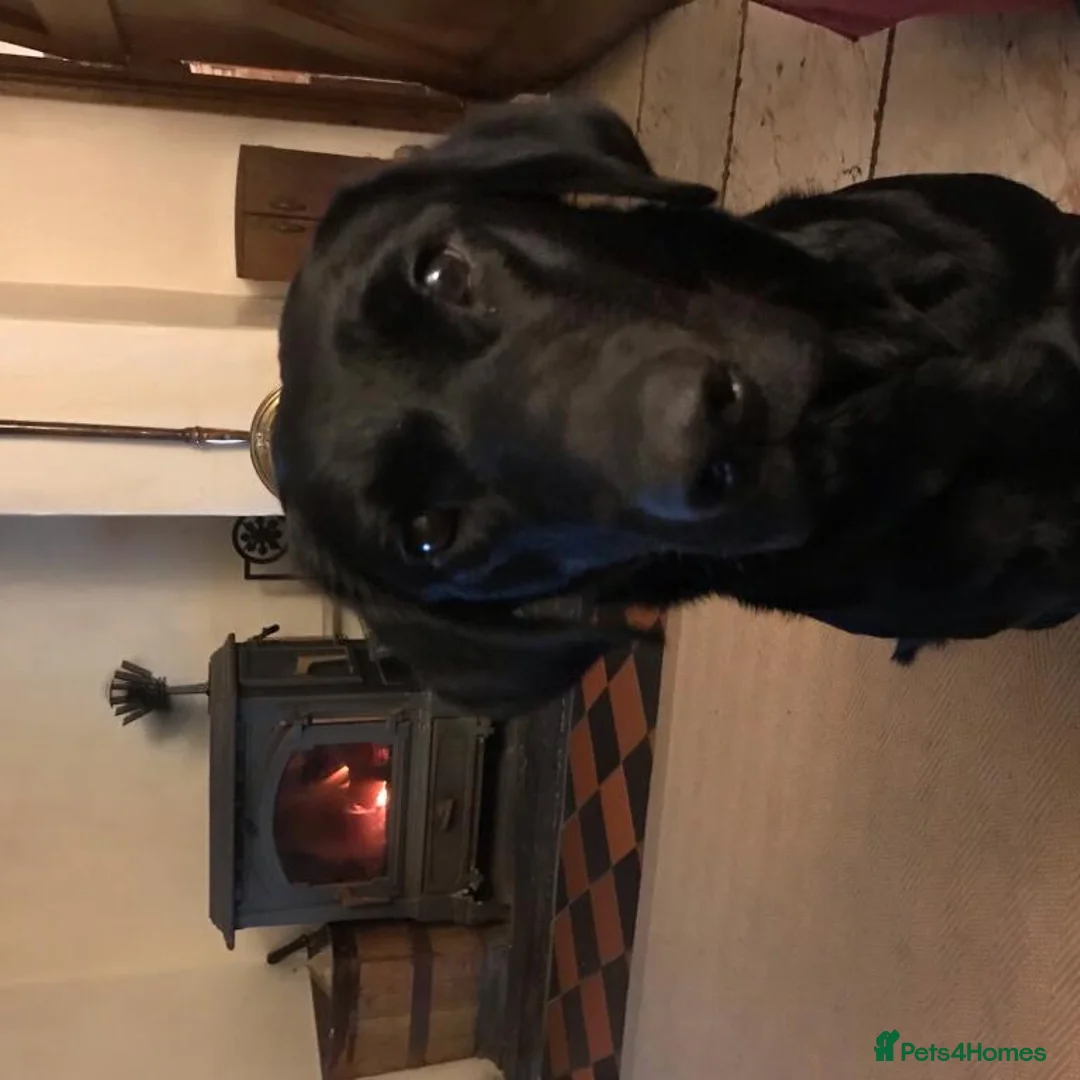 Labrador Retriever dogs for sale: Stunning Labrador pups for sale in Llangollen - Advert 4