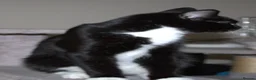 Mixed Breed cats for sale: Beautiful Black & White Tuxedo Female Kitten - Advert 3