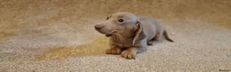 Miniature Dachshund dogs for sale: Mini dachshunds puppies  - Advert 7