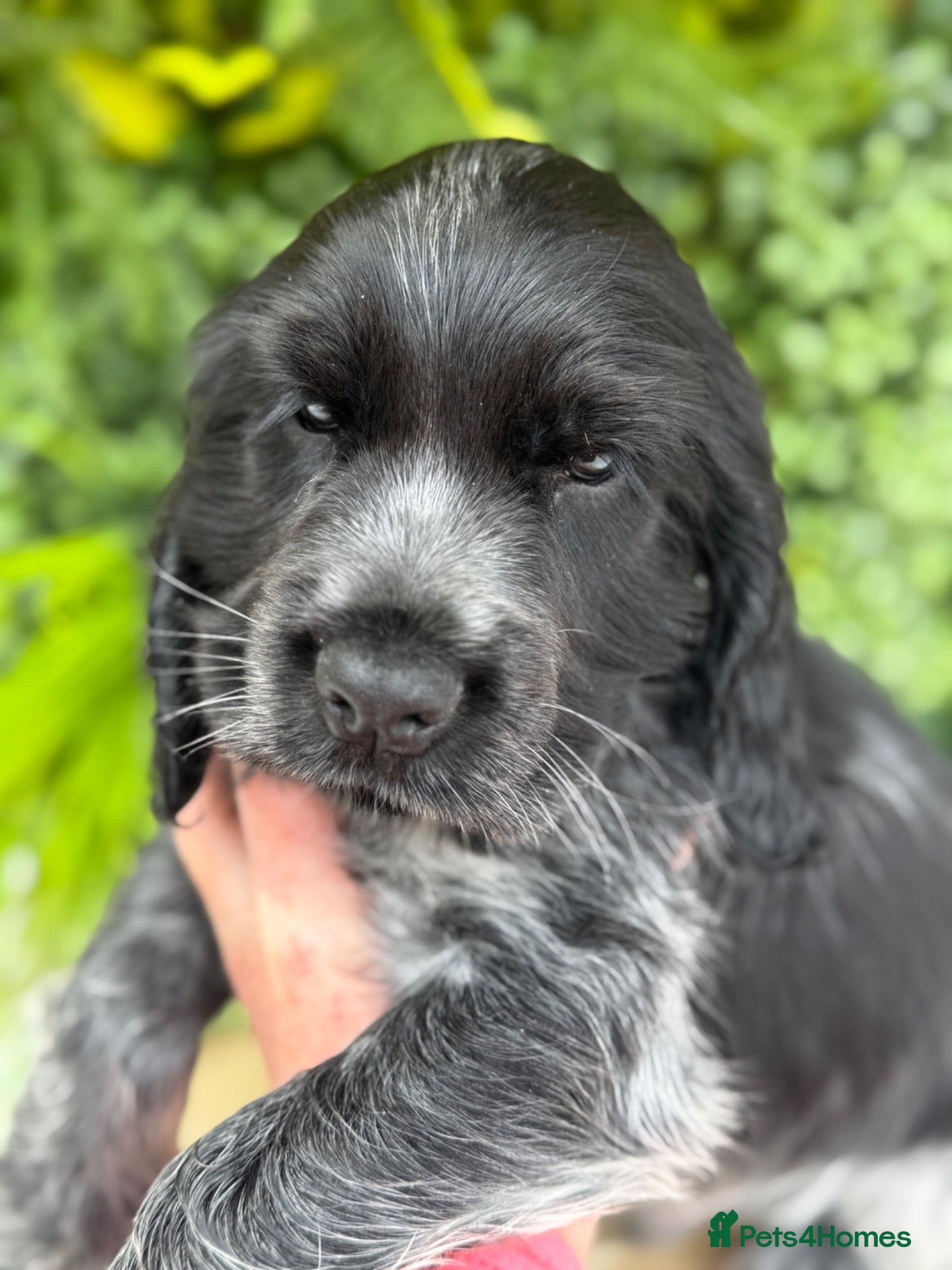 Cocker Spaniel dogs Sykehead cocker spaniels KC comprehensive health - Advert 2