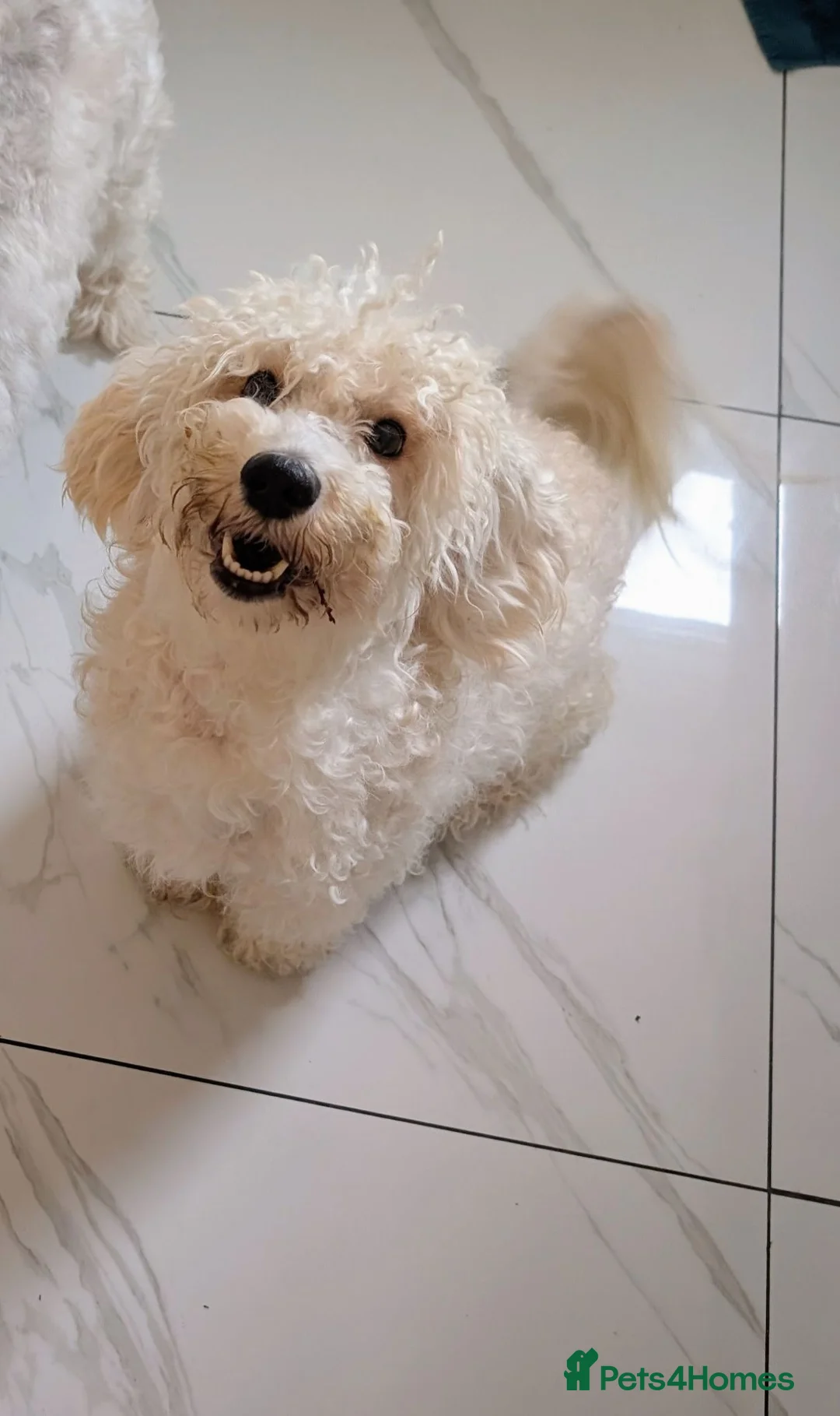Cavapoochon dogs for sale: Adorable Cavapoochon Male Puppy  in Leicester - Advert 4
