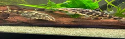 Other/Mixed Breed fish for sale: Various fish  in Grantham - Advert 4