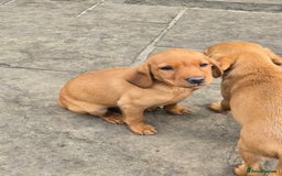 Labrador Retriever dogs for sale: Last Beautiful Fox Red KC Reg Lab Pups READY NOW - Image 12