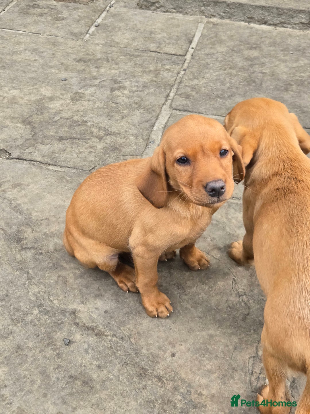 Labrador Retriever dogs for sale: Last Beautiful Fox Red KC Reg Lab Pups READY NOW - Image 12