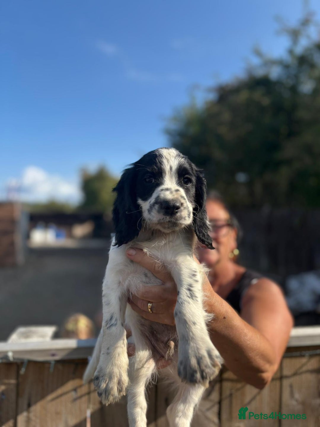 Sprocker dogs for sale: Sprocker  - Image 10