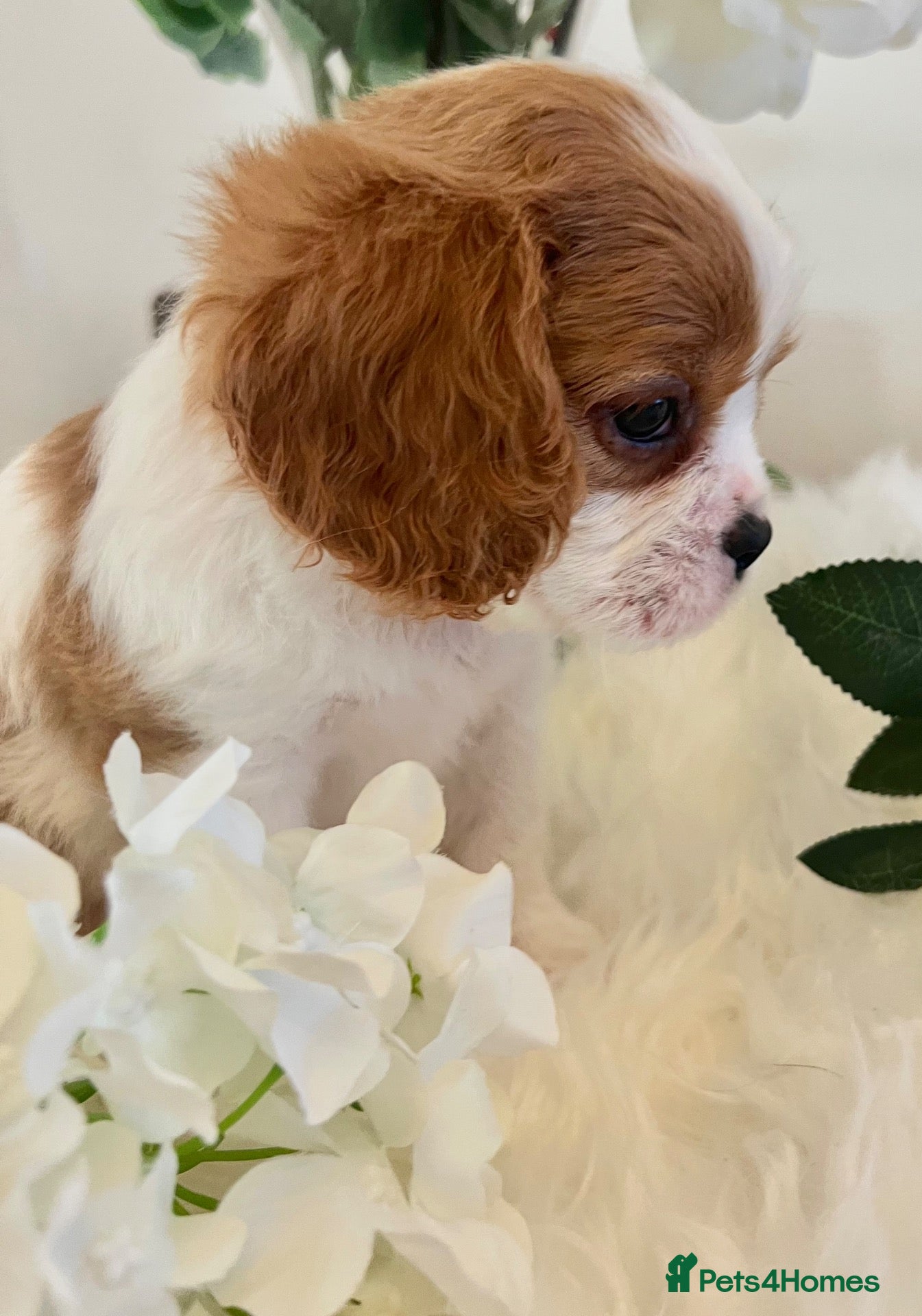 Cavalier King Charles Spaniel dogs 💙 Health Tested Cavalier Boys💙 - Advert 2