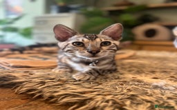 Bengal cats for sale: Beautiful Bengal Kittens Ready for Forever Homes - Image 14