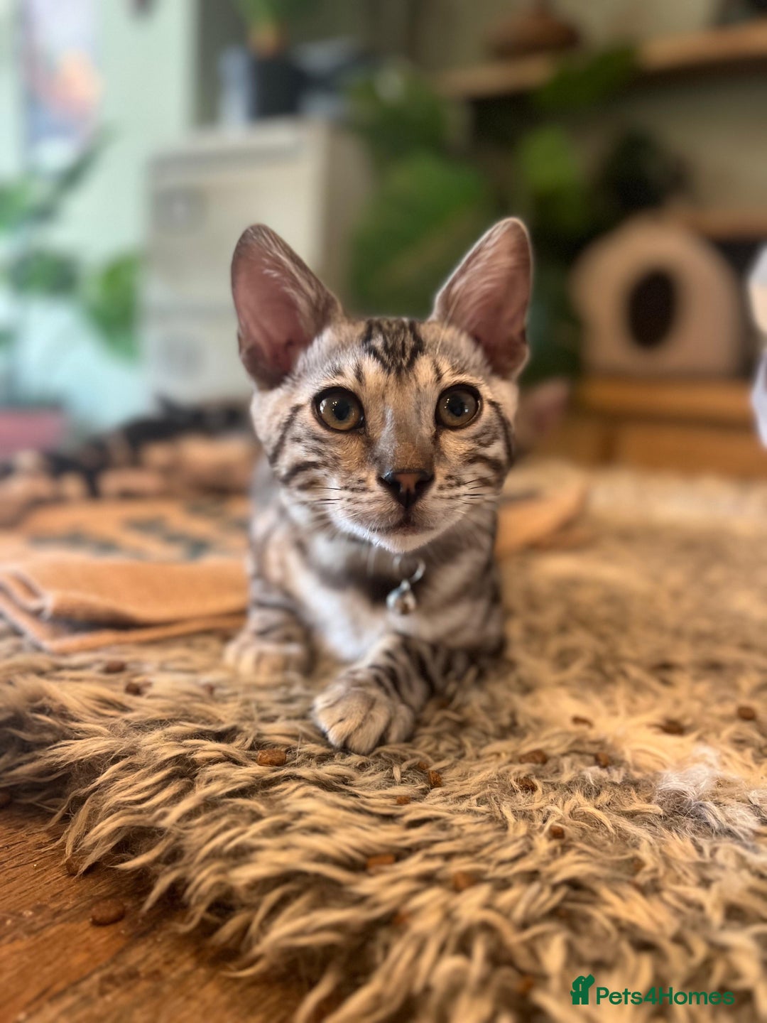 Bengal cats for sale: Beautiful Bengal Kittens Ready for Forever Homes - Image 14