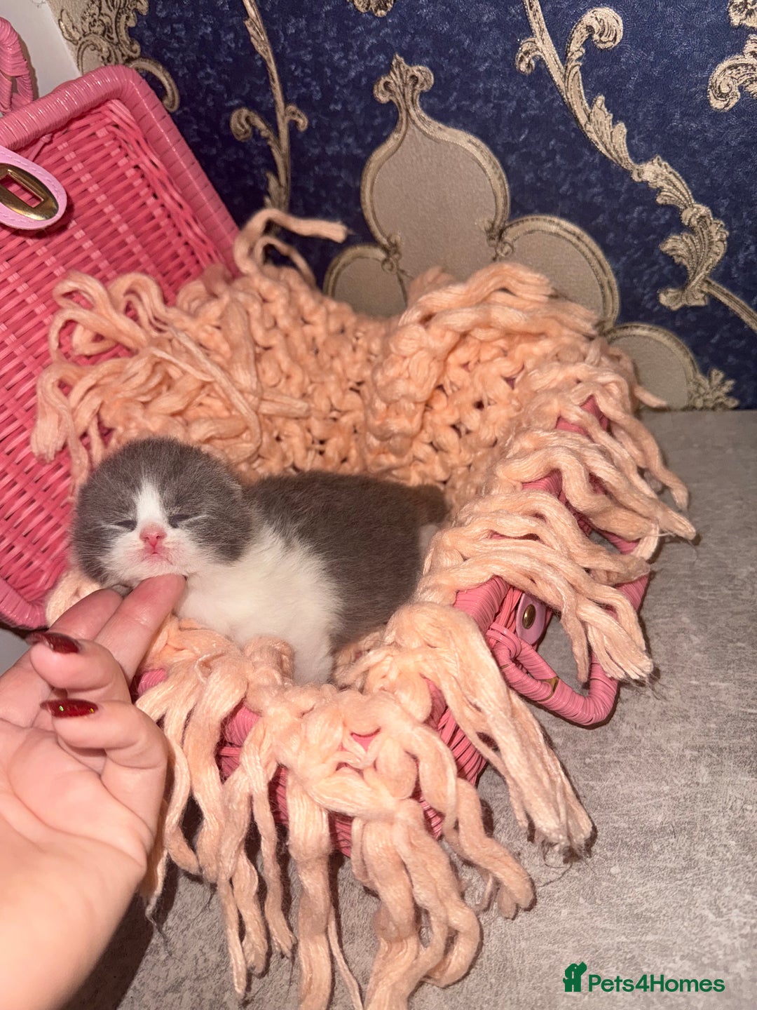 British Shorthair cats for sale: Outstanding British shorthairs  - Advert 5