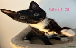Domestic Shorthair cats for sale: 2 beautiful female kittens ready for adoption - Image 6