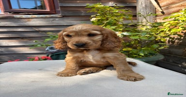Cocker Spaniel dogs - Advert 1