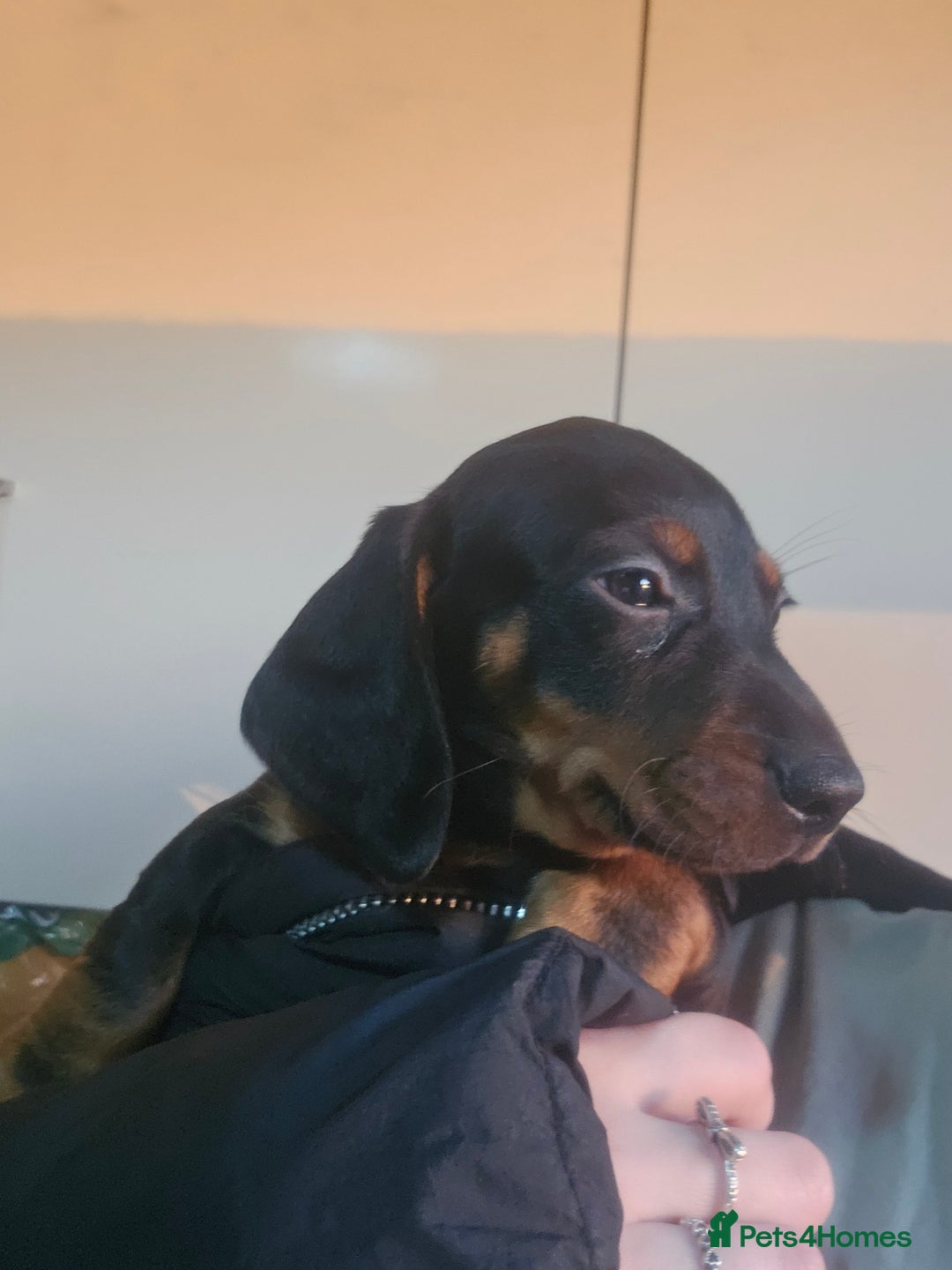 Dachshund dogs for sale: Dachshund puppies for sale  - Image 3