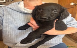 Mixed Breed dogs for sale: Male Australian Labradoodles  - Image 11