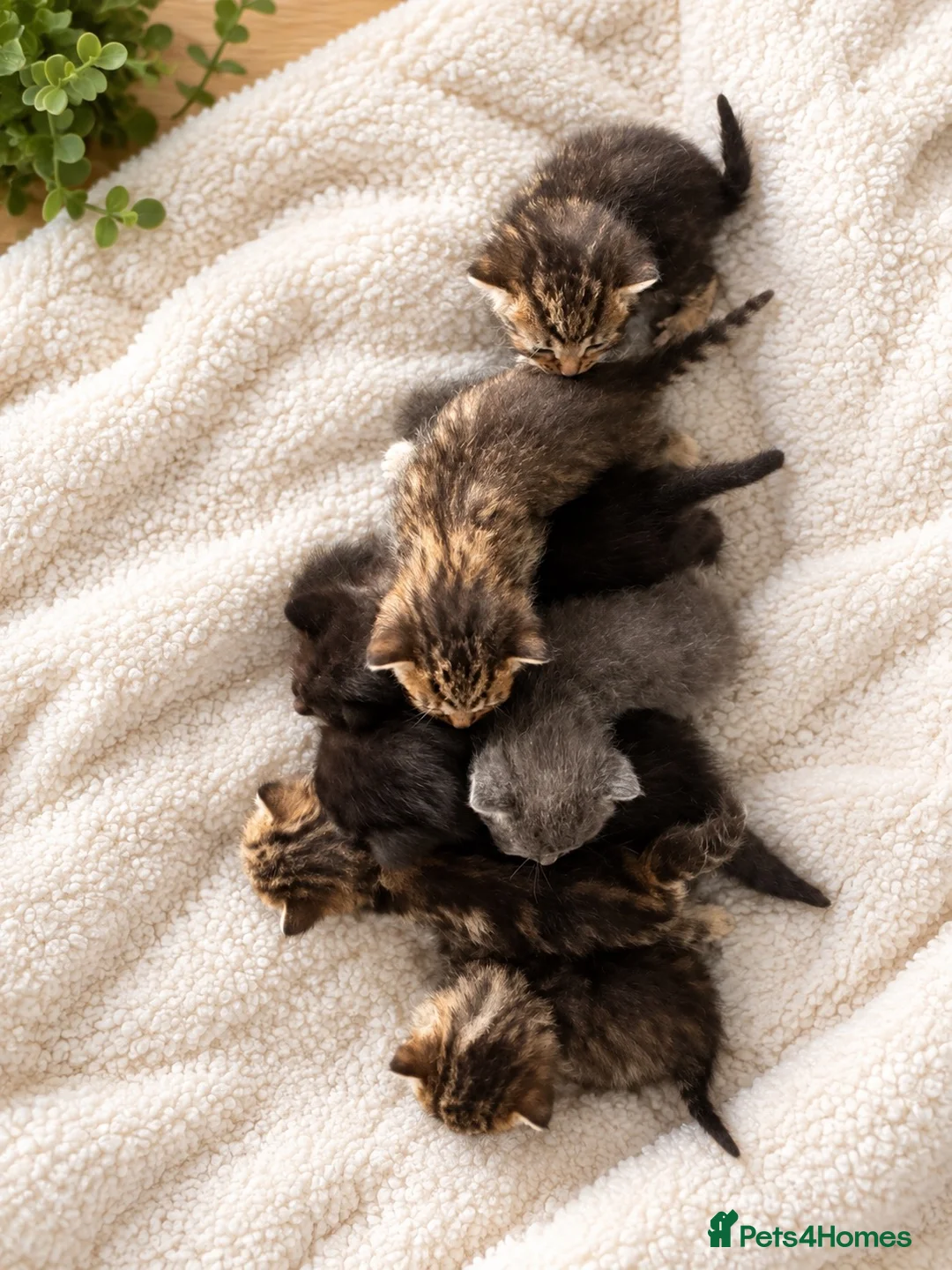 Mixed Breed cats for sale: Stunning kittens  - Advert 2