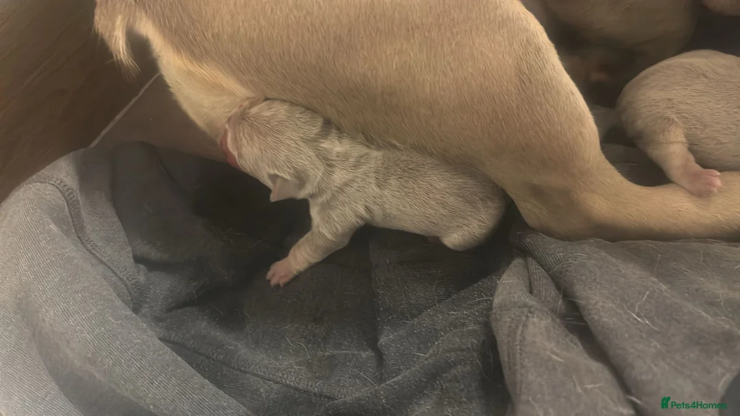 French Bulldog dogs for sale: French bulldog lilac colour  - Advert 4