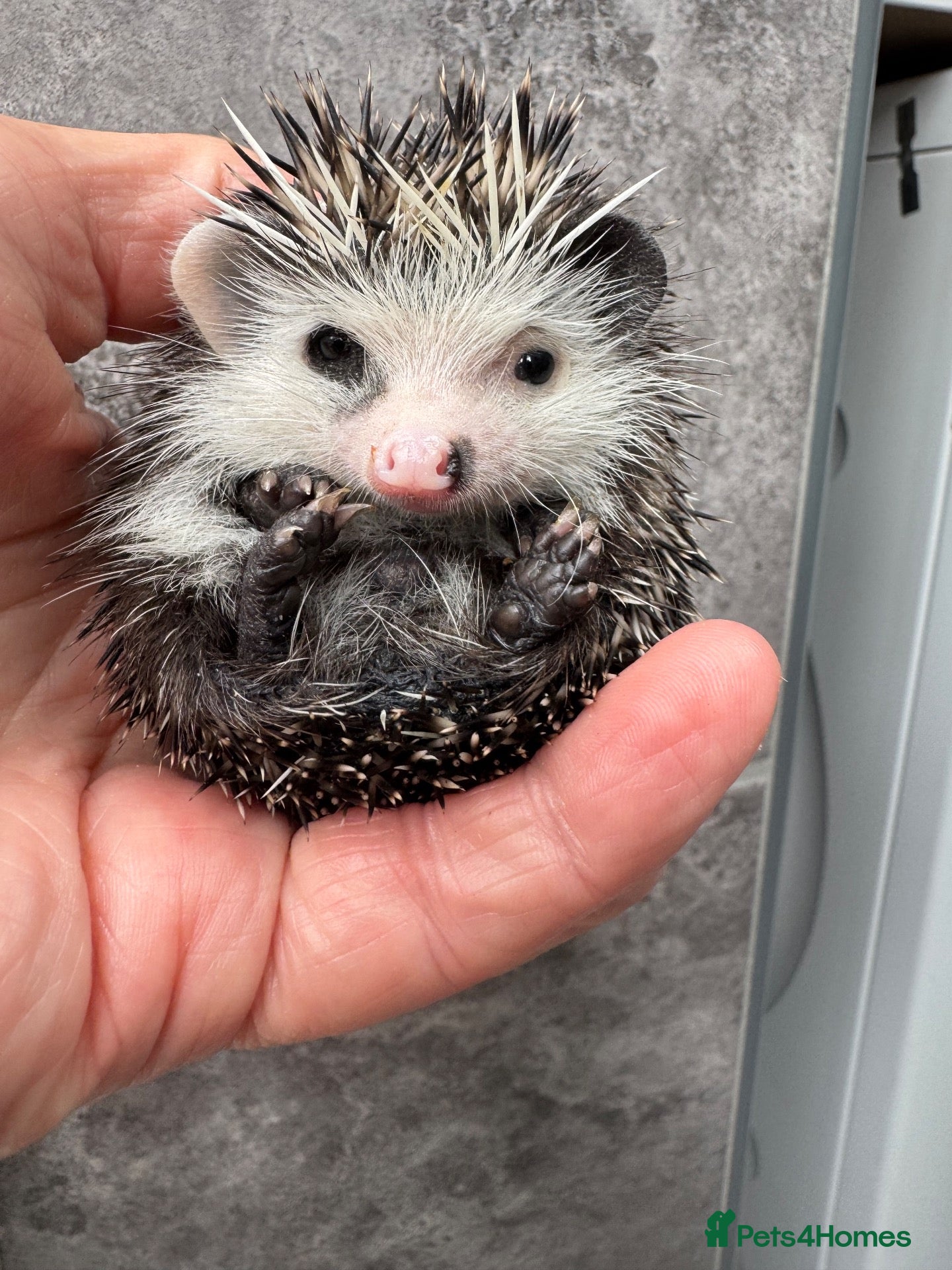 Pygmy Hedgehog rodents 8 week old reverse pinto boy READY  - Advert 2