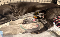 Weimaraner dogs for sale: 🐾Adorable KC Registered Weimaraner Puppies🐾 - Image 37