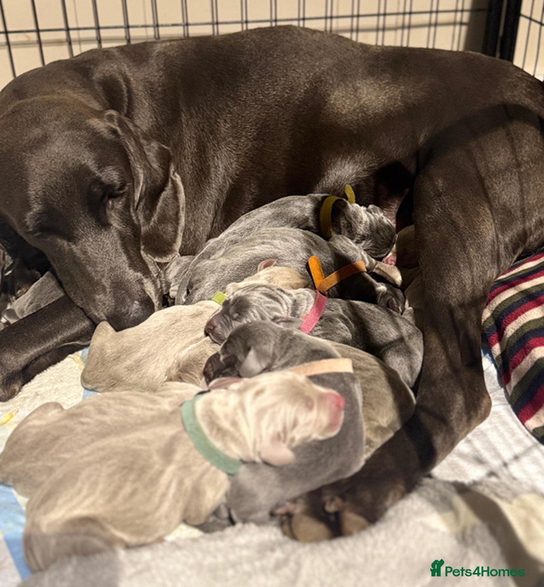 Weimaraner dogs for sale: 🐾Adorable KC Registered Weimaraner Puppies🐾 - Image 37