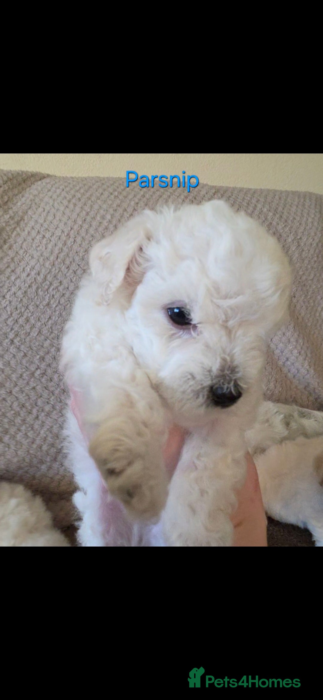 Mixed Breed dogs for sale: Bichon/Maltese mix puppies - Advert 6