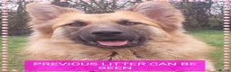 German Shepherd dogs for sale: Stunning babys - Advert 8