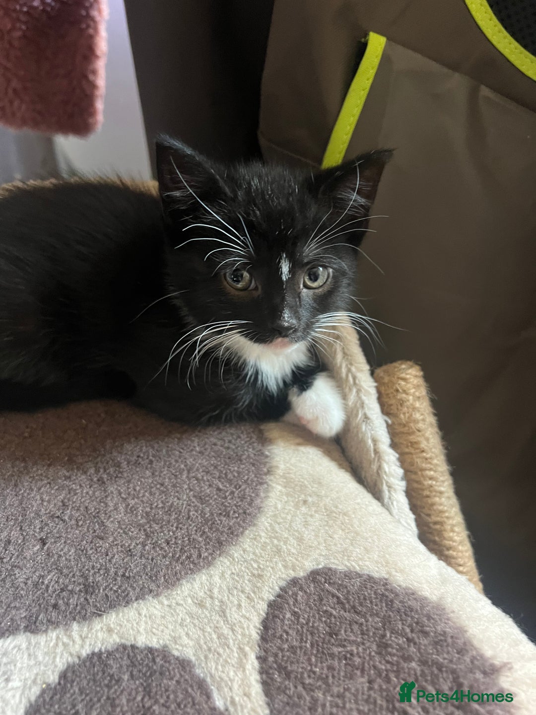 Mixed Breed cats for sale: READY NOW FOR THERE FOREVER HOMES - Image 16