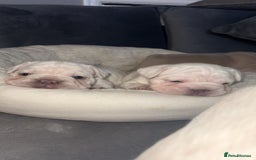 French Bulldog dogs for sale: Platinum  **  French bulldog female  - Image 6