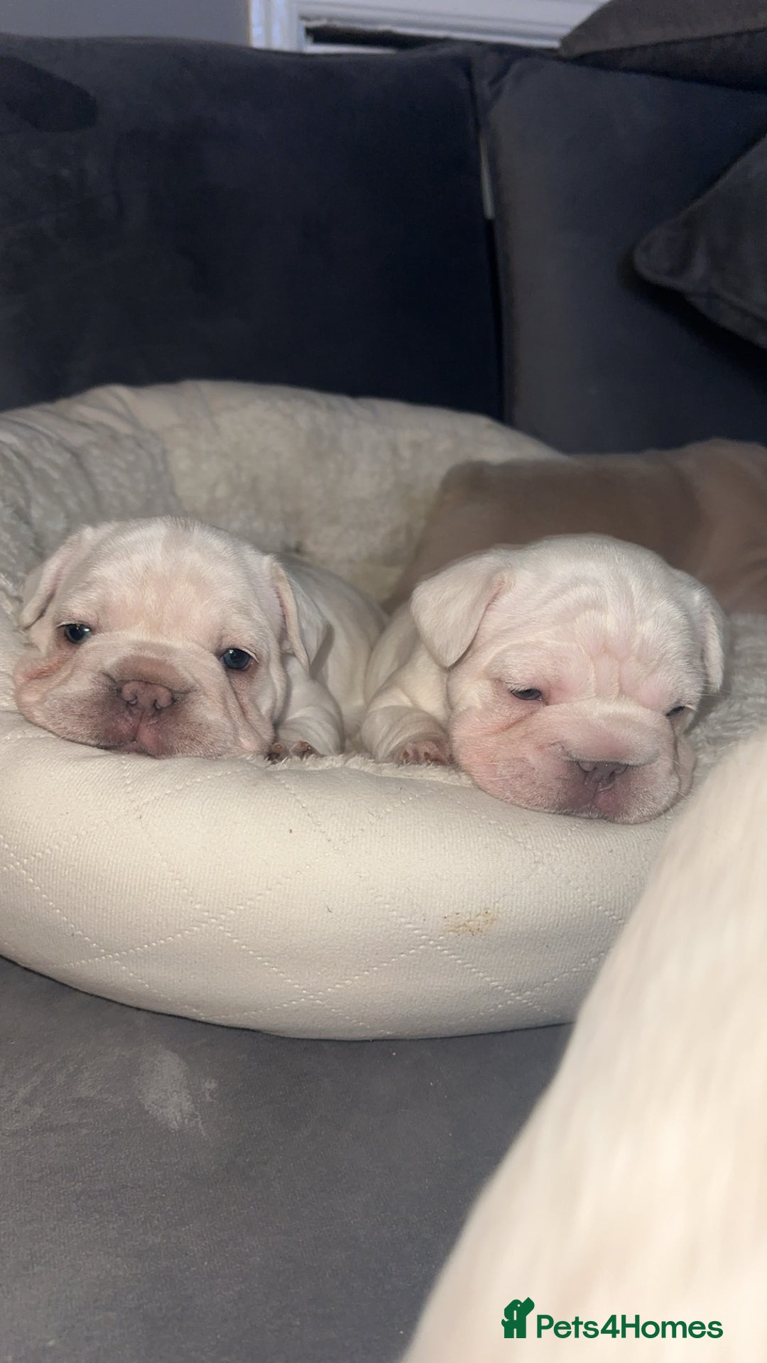 French Bulldog dogs for sale: Platinum  **  French bulldog female  - Image 6