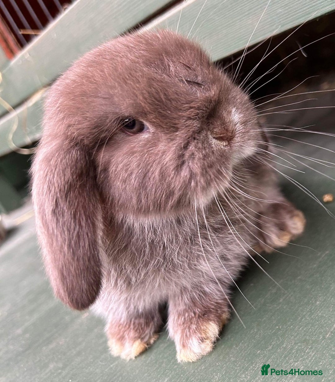 Mini Lop rabbits for sale:  BEAUTIFUL MINI LOP PEDIGREE BUNNIES - Advert 8
