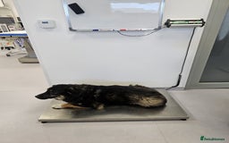 Mixed Breed dogs for adoption: A poor, gentle 3 legged boy needs a Loving Home - Image 21