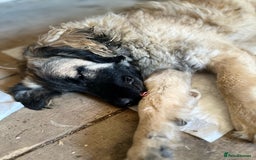 Mixed Breed dogs for adoption: 🐾🩷Superb young KATY needs a Loving Home🐾🏡 - Image 2