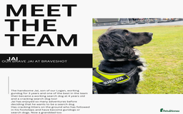 Cocker Spaniel dogs for stud: Proven stud dog - Image 4