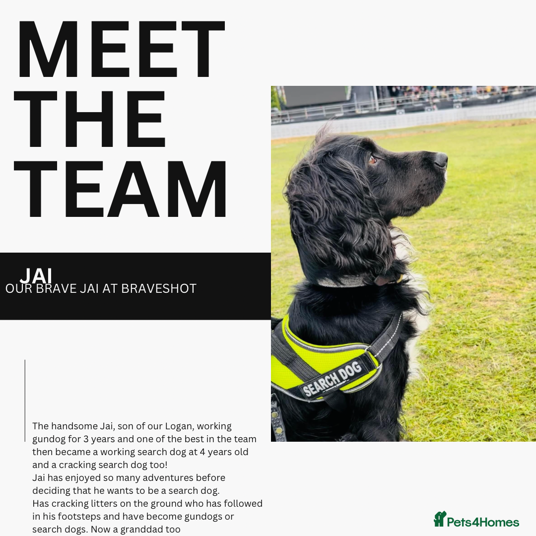 Cocker Spaniel dogs for stud: Proven stud dog - Image 4